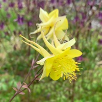 Aquilegia chrysantha 